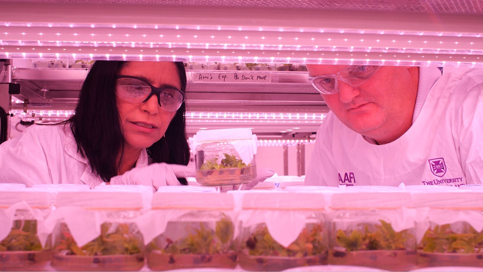 Cryogenically frozen avocados offer food security solution
