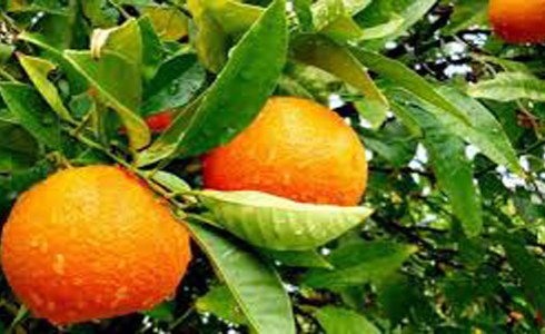 Seychelles: Govt Planting Hectares of Fruit Trees to Increase Food Security