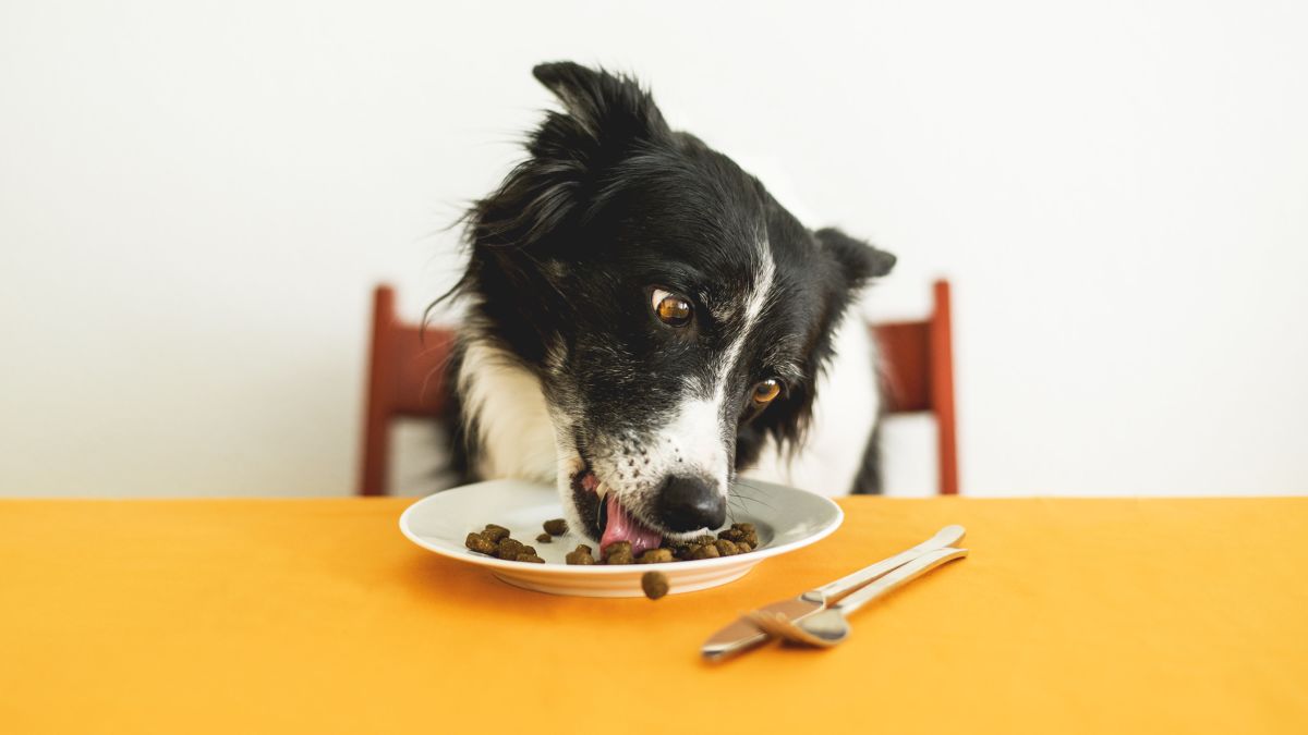 Is Direct-to-Consumer Dog Food Worth the Money?