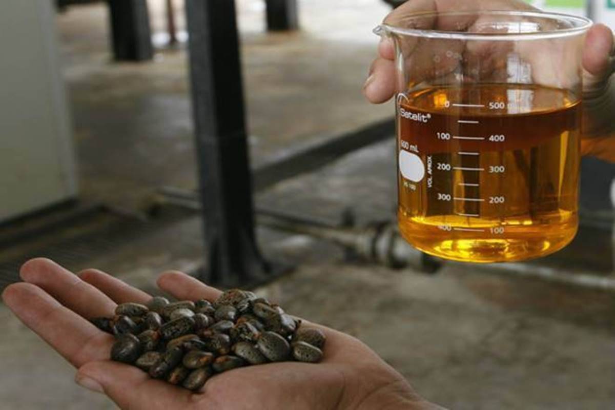 China aggressively buying Indian castor seeds to bolster reserves: SEA