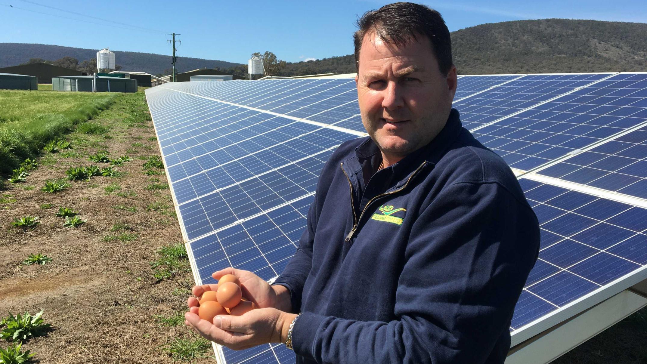 For egg producer Brett Langfield, switching to solar was about more than money