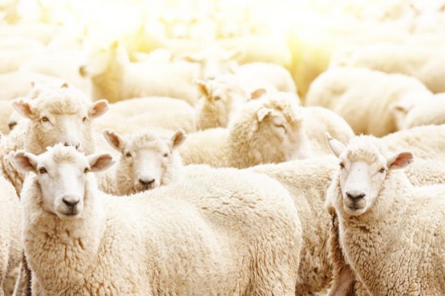 #CrimeStats | Stock theft ‘serious’, with 26,000 sheep stolen in 3 months