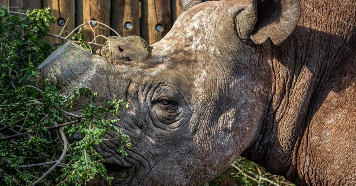 This blind rhino’s infrared security system could help stop poachers