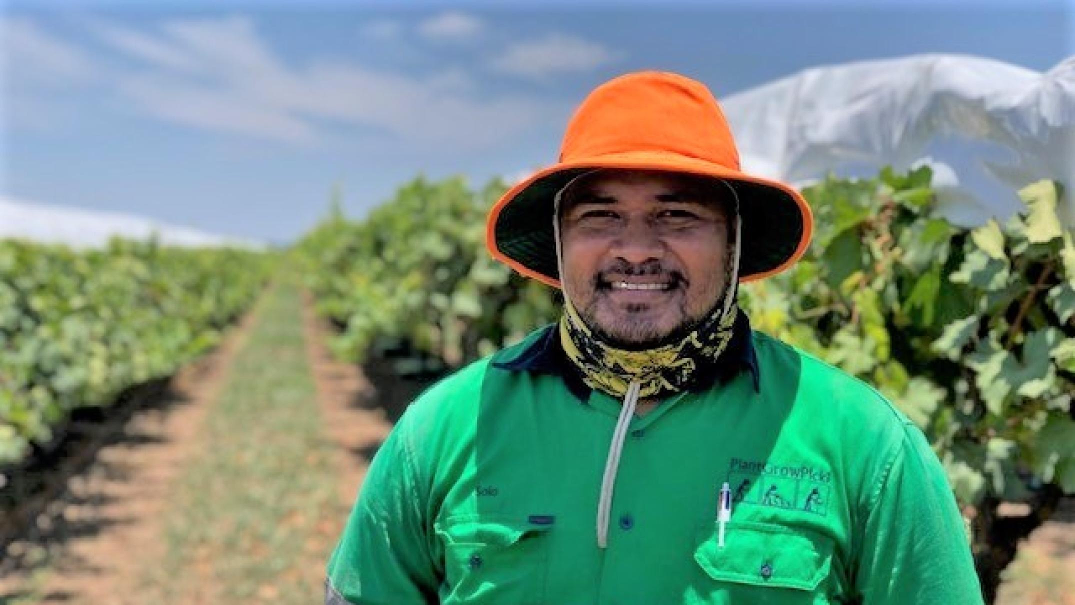 ‘I make a lot more money here than Tonga’: Grateful workers saving Queensland’s harvest