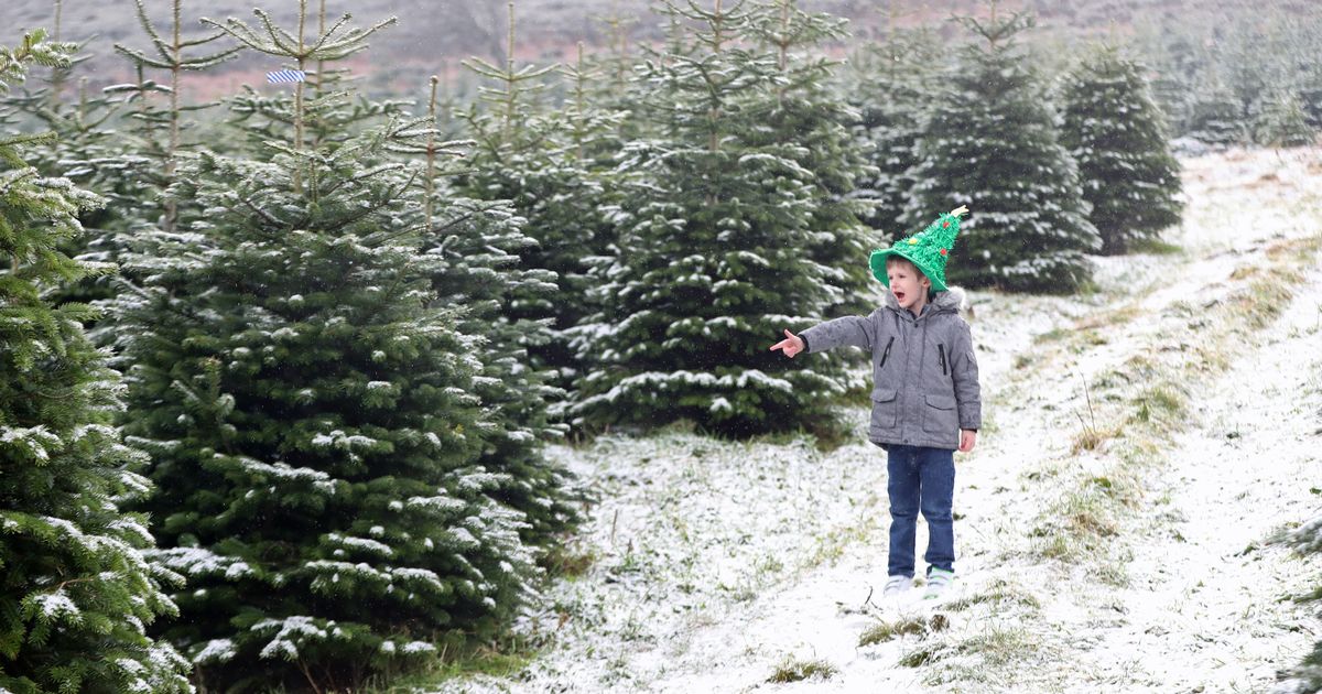 Crime-busting Garda campaign to stop Christmas tree robbers
