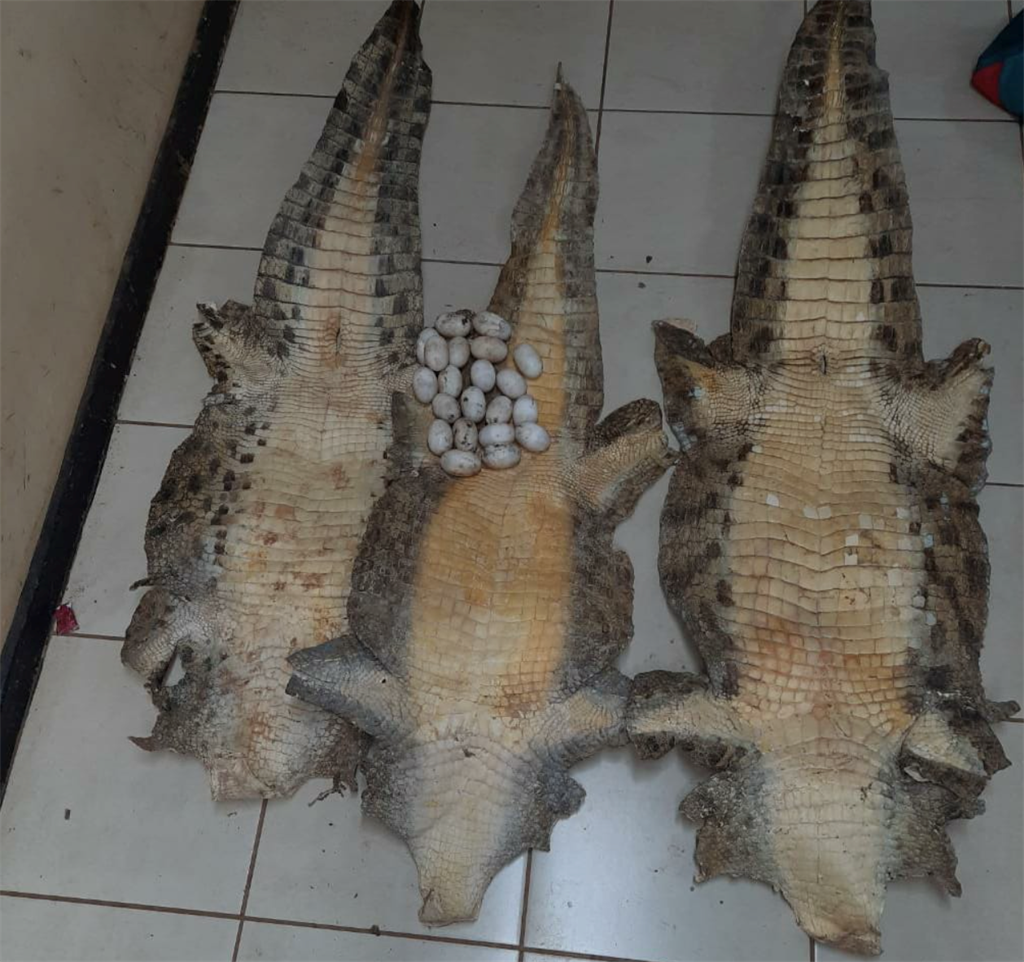 News24.com | From drugs to crocodile eggs, almost 2 000 arrested in Limpopo for various crimes