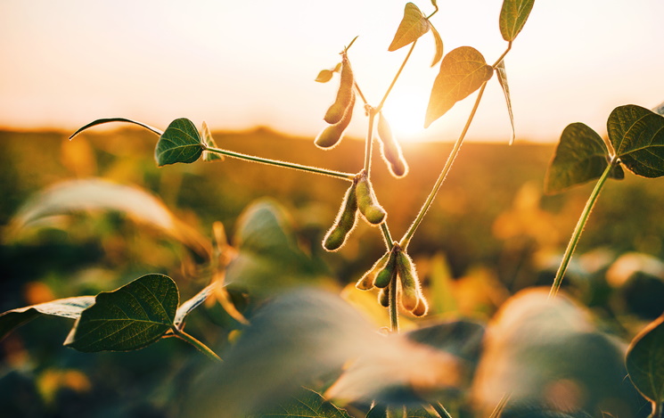 UK ‘centre of excellence’ targets food security and climate resilience: ‘This is the most critical issue facing the world today’