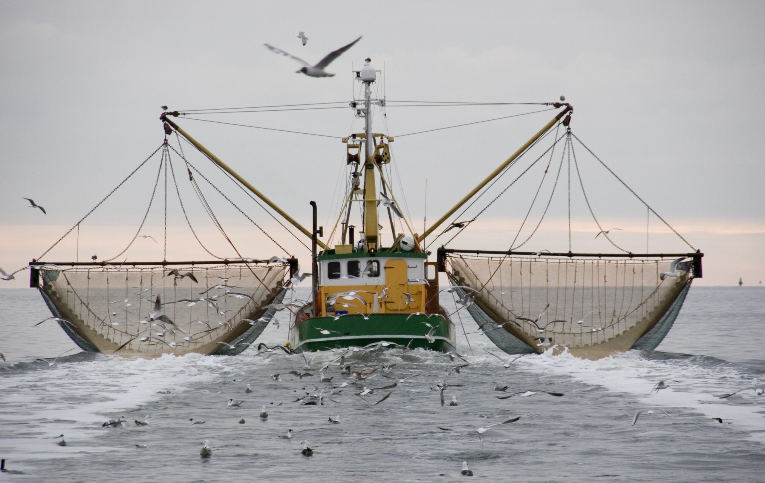 Oceana Poll Shows Americans Are Against Illegal Fishing and Seafood Fraud
