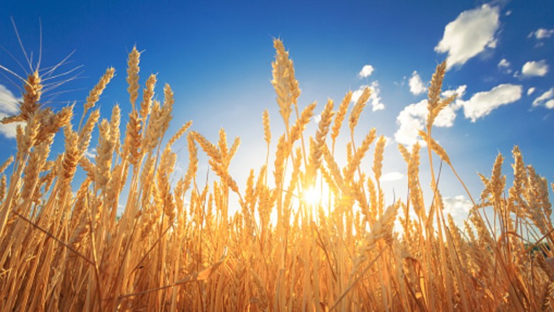 ‘China’s grain, China’s rice bowl’: Stability to take precedence in national food security strategy and 14th Five-Year Plan