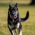 Biden dogs taken out of Washington after ‘biting incident with White House security’