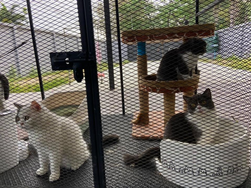 Kitties are now being used to launder Thailand’s dirty drug money