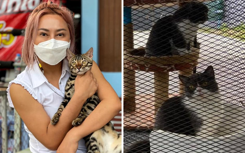 Thai cats used to launder drug money auctioned to ‘Kingdom of Tigers’