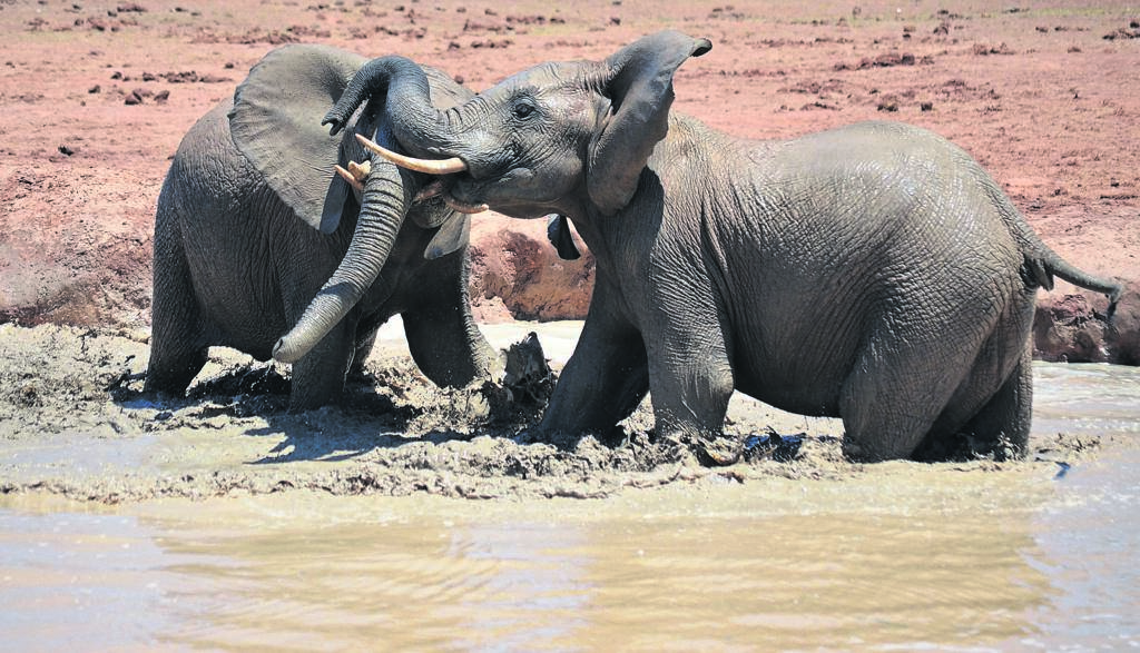 News24.com | Zimbabwe selling rights to hunt ‘endangered’ elephants in hope of raising money