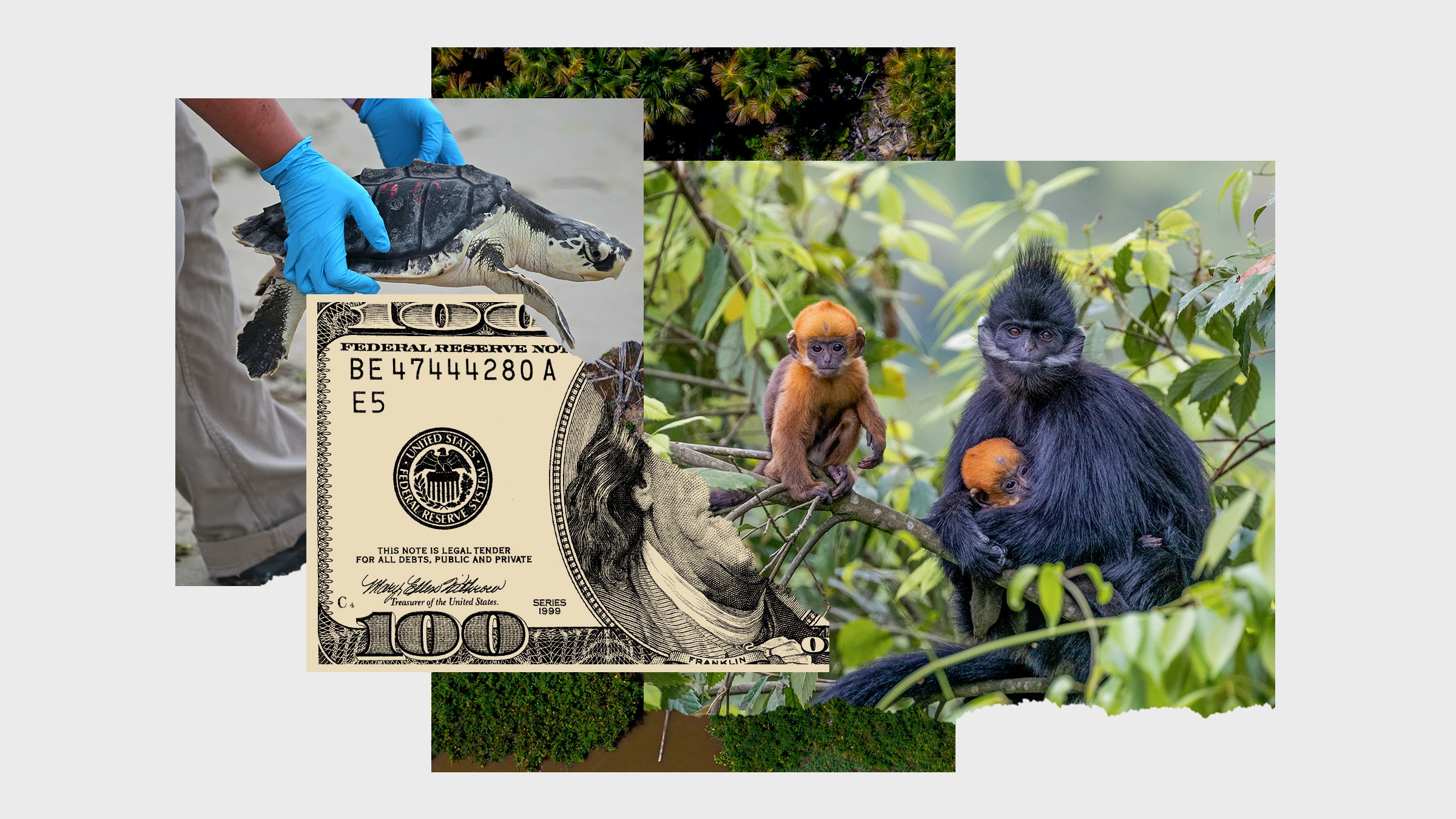 Humans Need to Create Interspecies Money to Save the Planet