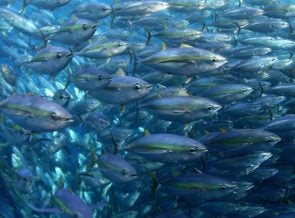 Hawaii Tuna Fishing Industry Made More Money After Marine Sanctuaries Were Enlarged