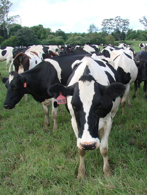 South Coast Dairy forced to sell and cut jobs due to financial difficulties