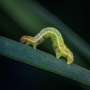 Partners in crime: Agricultural pest relies on bacteria to overcome plant defenses