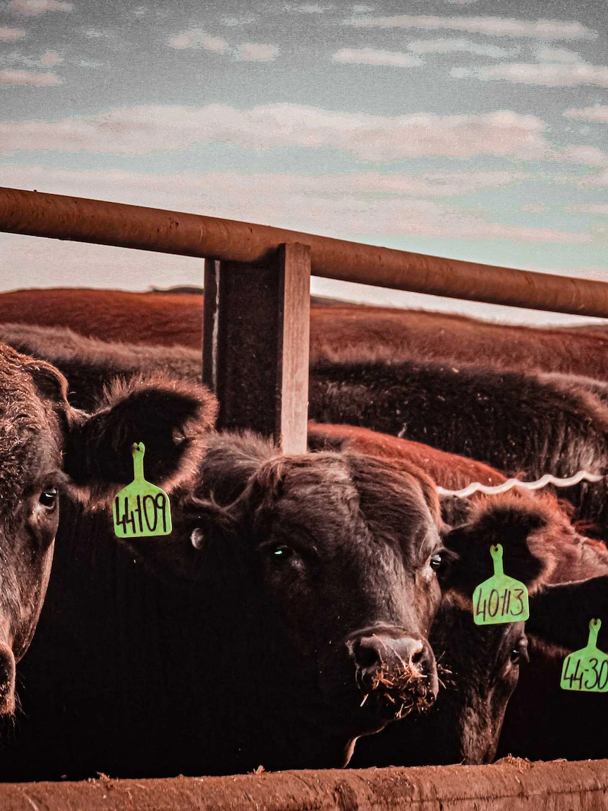 Cyber attack shuts down JBS meatworks across Australia, US, Canada