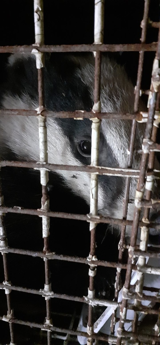 Badger Rescued After Burrowing Into High-Security Military Compound