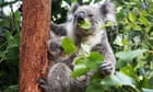 Biodiversity loss could wreck the global financial system – and it’s only a matter of time | Geoff Summerhayes and Laura Waterford