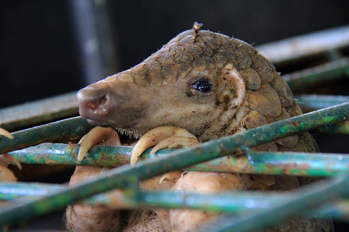 Wild Crimes review: Shocking illegal wildlife trade exposed in podcast