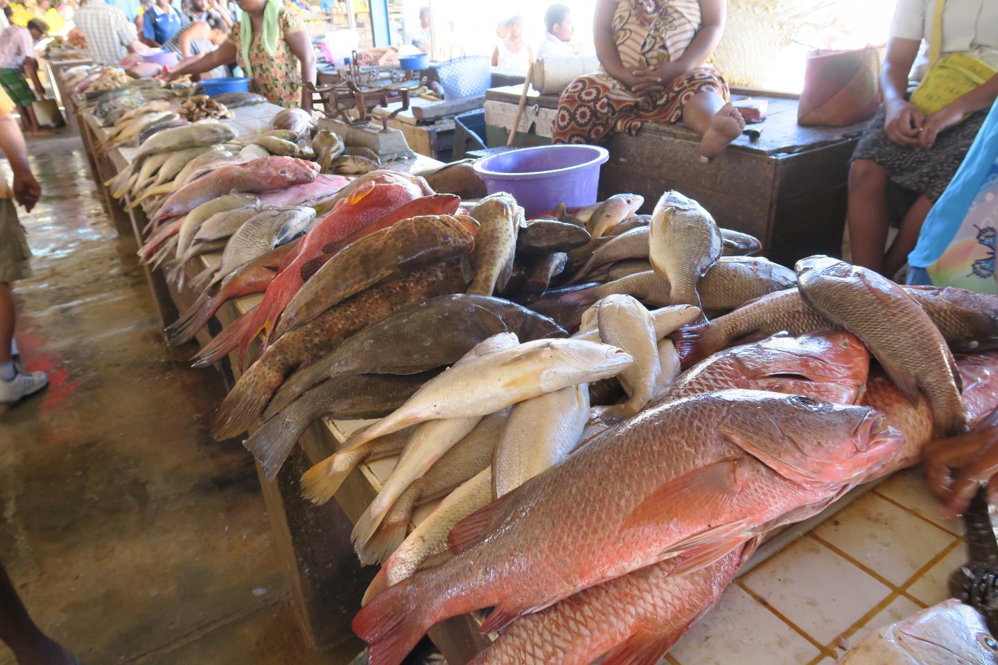 Climate change threatens food security of many countries dependent on fish