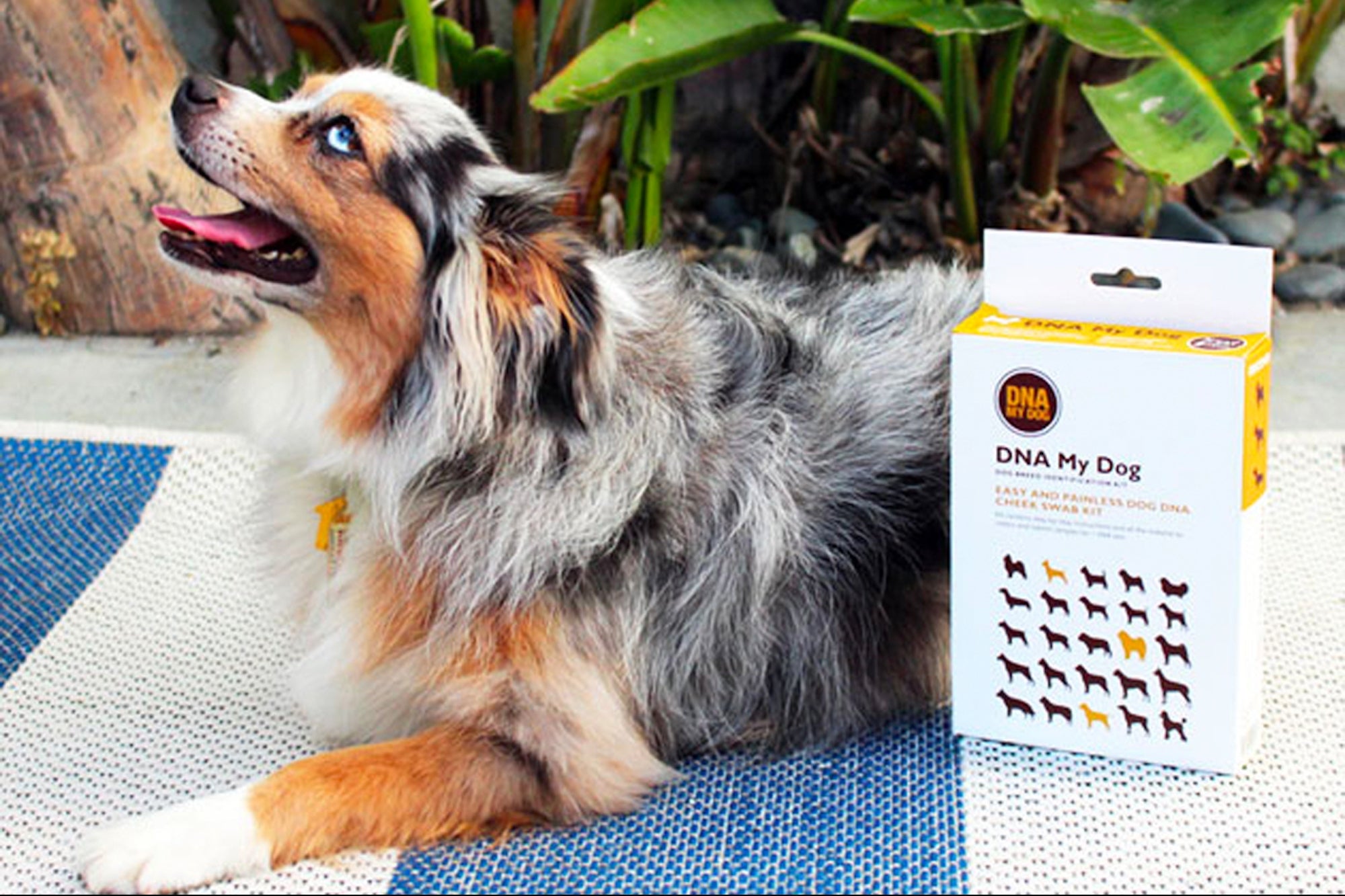 Save Money and Protect Your Dog With This Highly Rated Dog DNA Breed Identification Kit