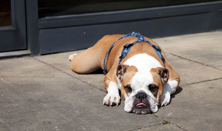 Pet abduction is a crime: Crackdown on dognappings as criminals face tough new sentences