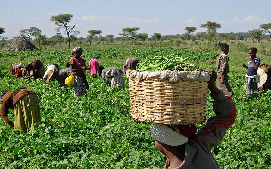 CBN disburses N791 billion to over 3 million farmers to ensure food security