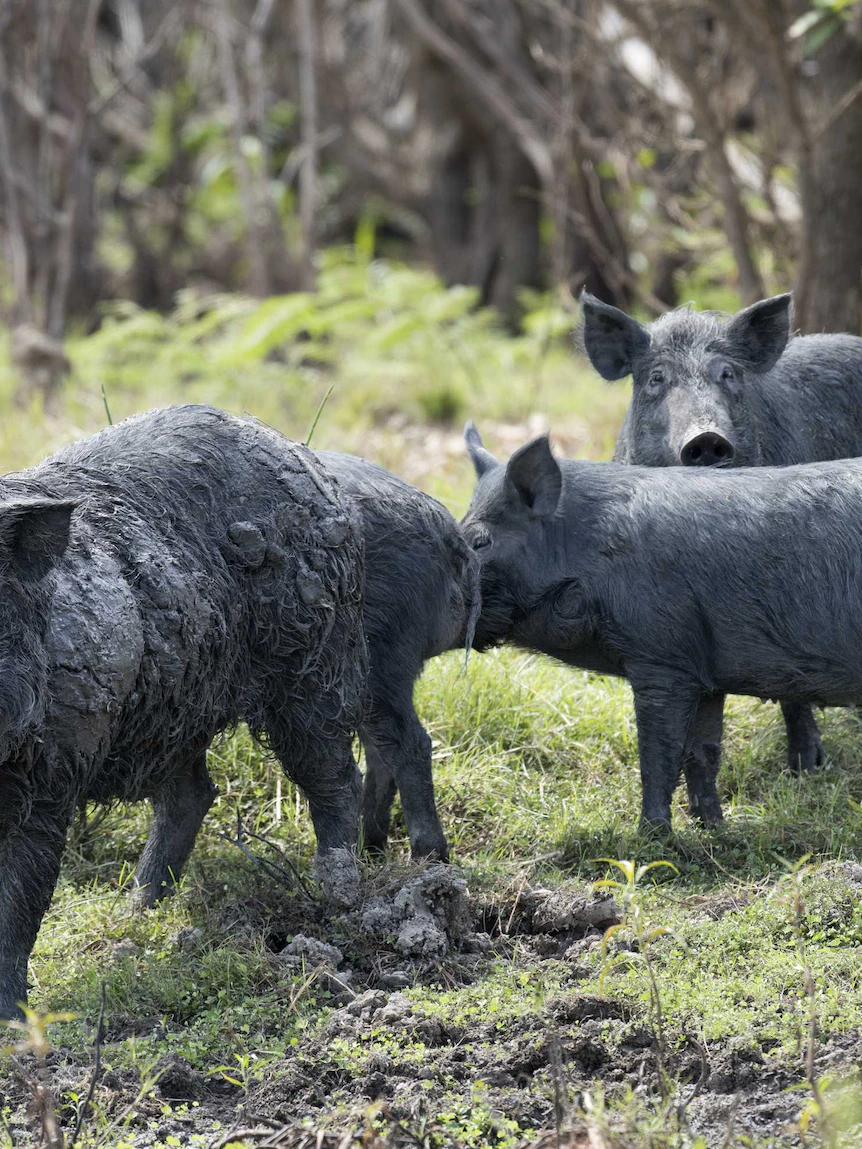 Wild pigs ‘breeding like rabbits,’ causing huge financial losses
