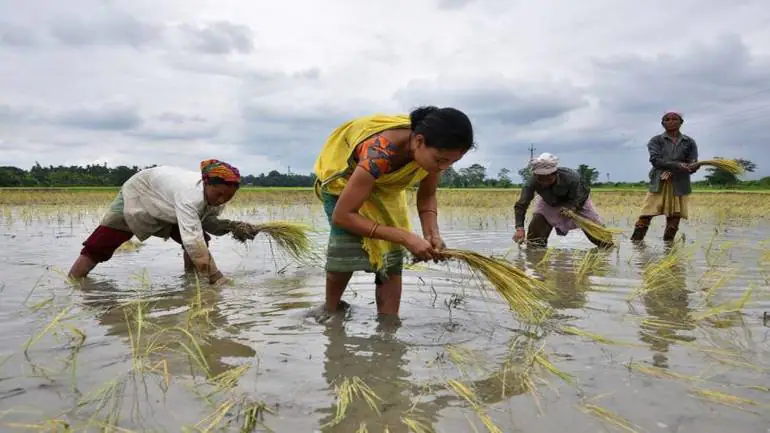 Crop sowing lags in India on scanty rains, raises concerns over yields