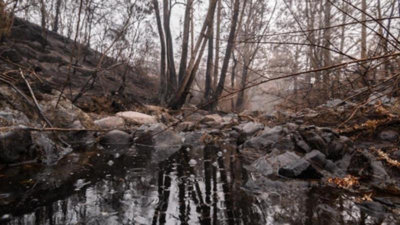 NSW man charged with bushfire grant fraud