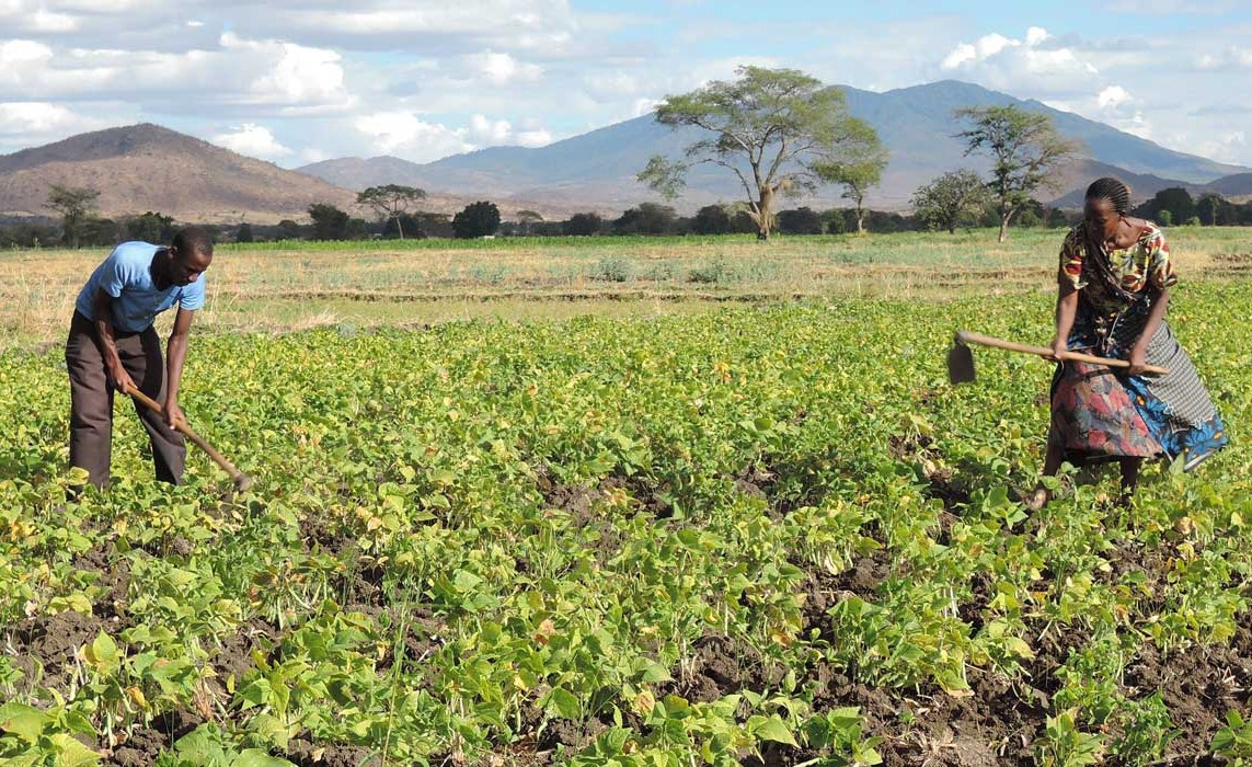 Tanzania: Govt Dishes U.S.$6.4 Million to Strengthen Food Security