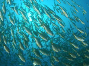 American Security Project Hosting Talks Next Week On Illegal Fishing