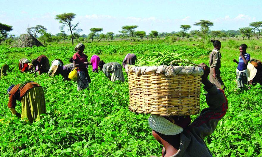 Food security: Plateau community appeases the gods for bumper harvests