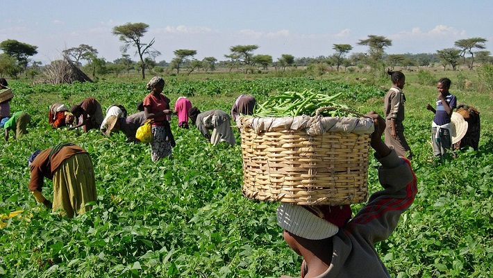Food Security: AU, Nigeria partner to empower smallholder farmers