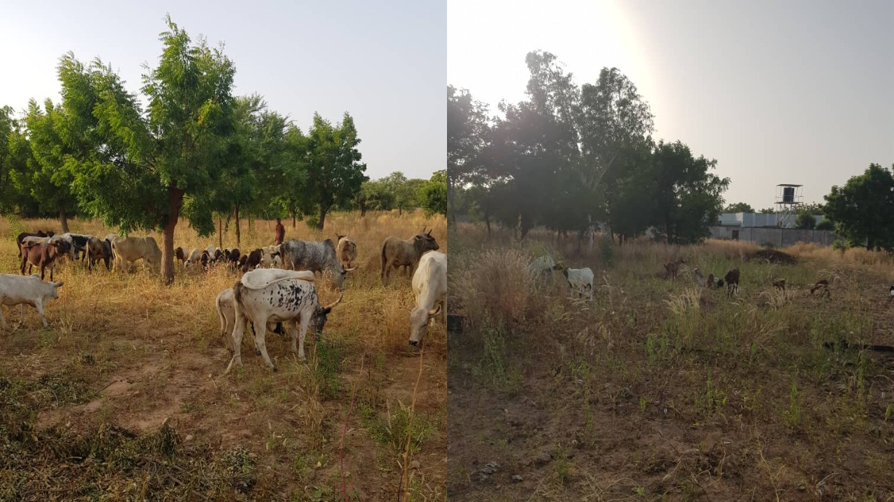 Security agents chase, destroy bandits’ camp in Katsina, recover rustled animals
