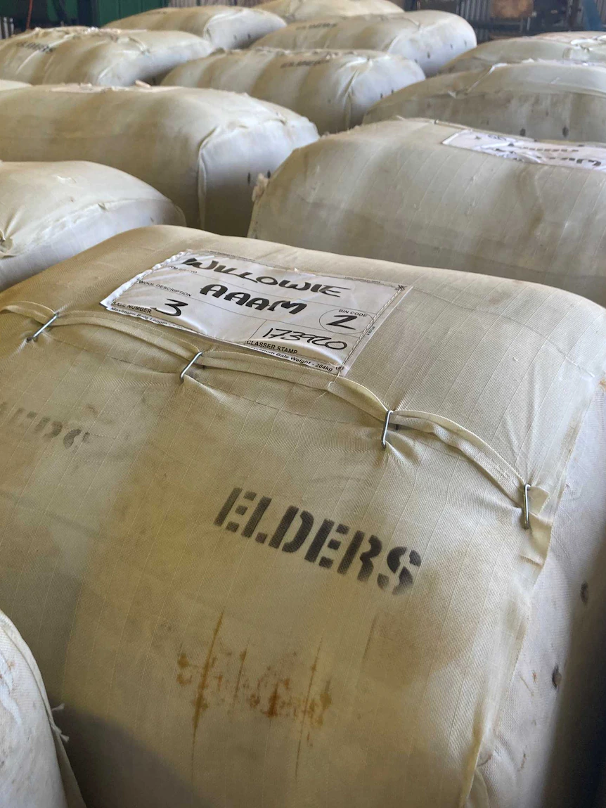 Woolgrowers reject AWI pitch for more money, vote for the status quo