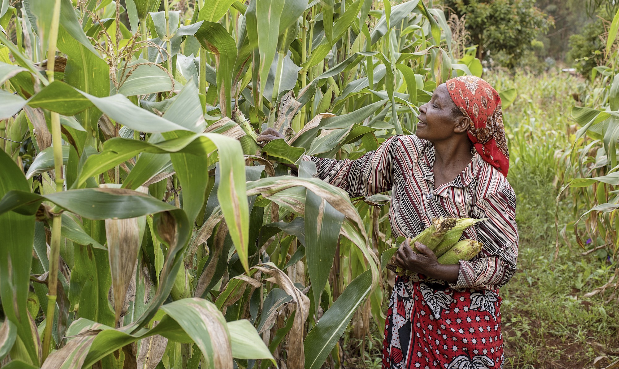 Food Insecurity: Nigerian farmers using roadside method, says expert