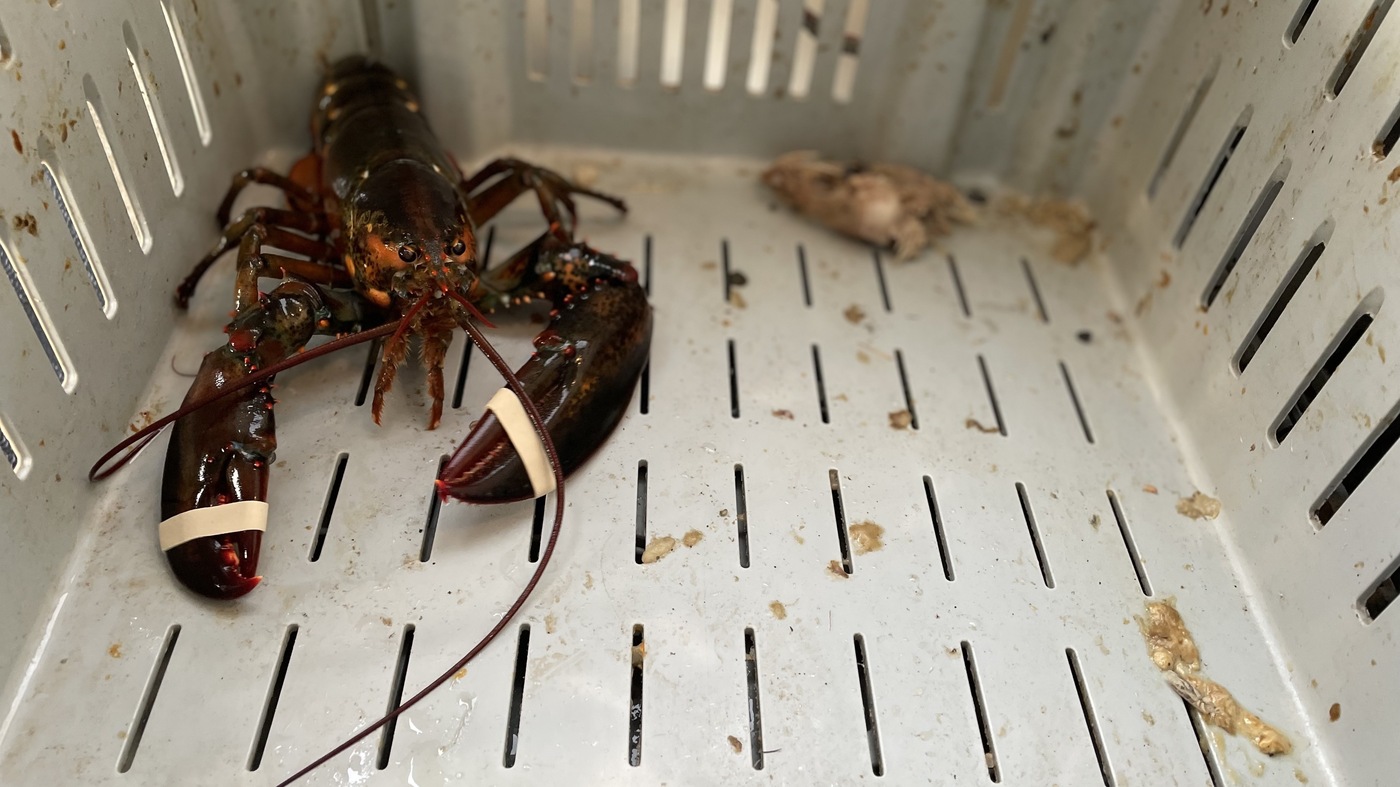 Canada’s “Moderate Livelihood” ruling complicates fishing for The Mi’kmaq people : Planet Money