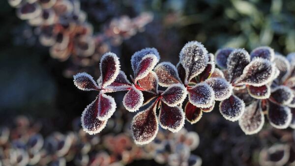 Peter Dowdall: Berberis offers both beauty and security 