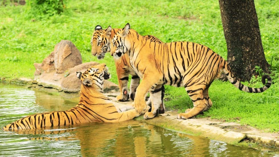 India Reports Drastic Drop in Wildlife Crime Incidents in 2021: WCCB | The Weather Channel