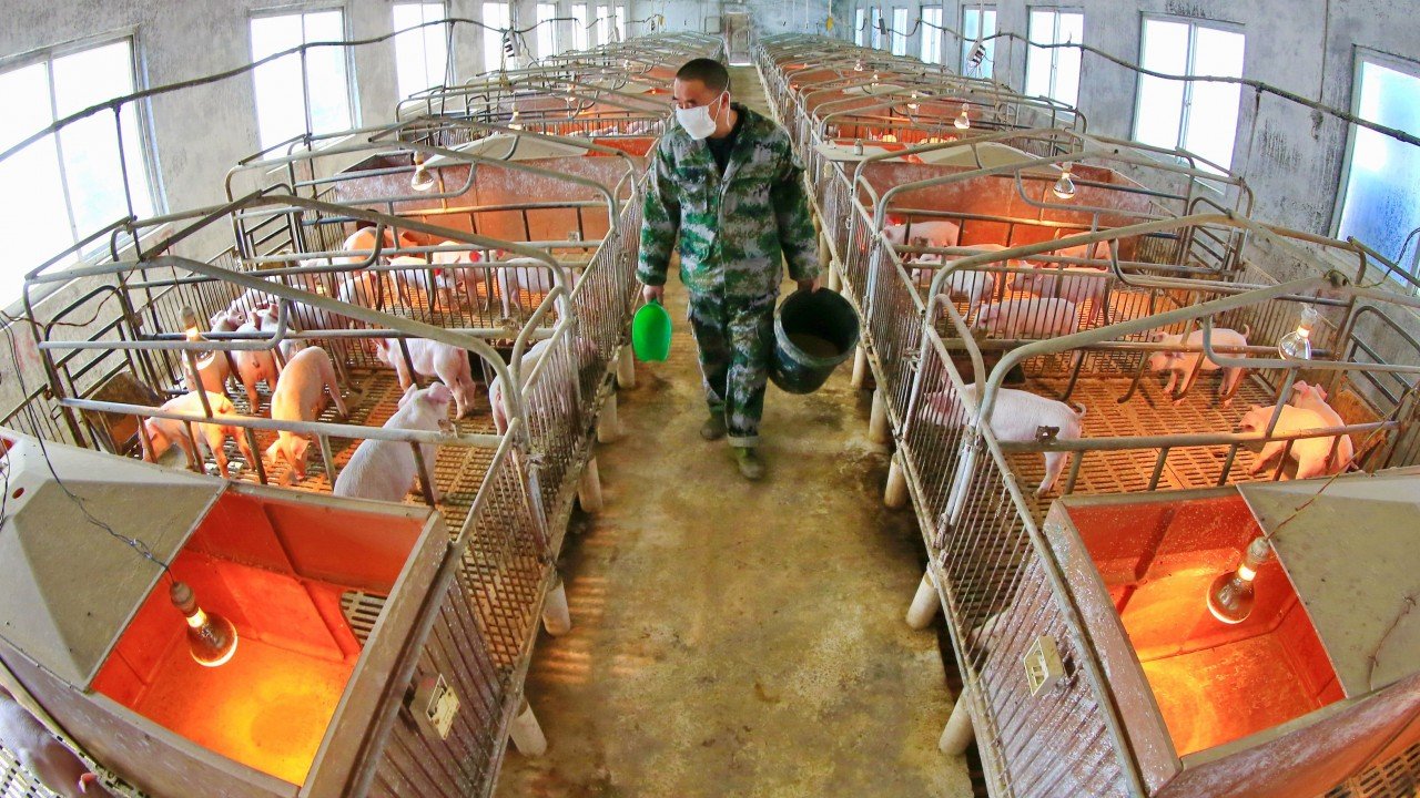 China food security: pork self-sufficiency push to raise demand for global grain stocks