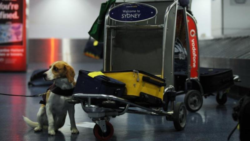 Biosecurity warning for Lunar New Year