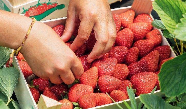 🇰🇷 agritech startup harvests $140m in series C money
