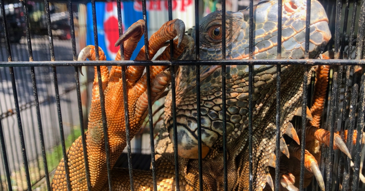 Experts warn of ‘biosecurity risk’ at bustling Bali Bird Market