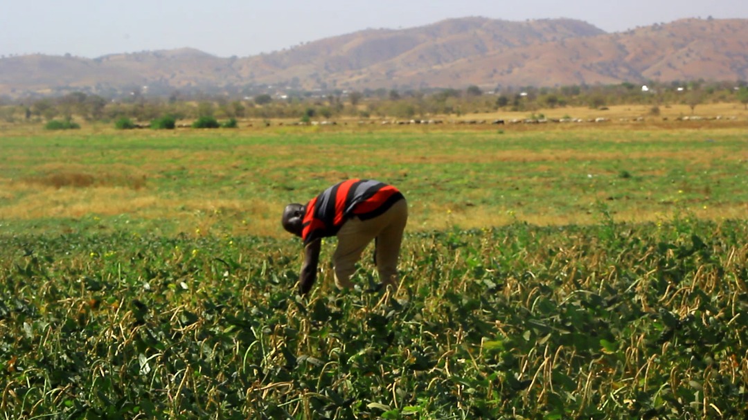 Decline in Food Security Index report exposes failed agricultural policies – Dr Jasaw