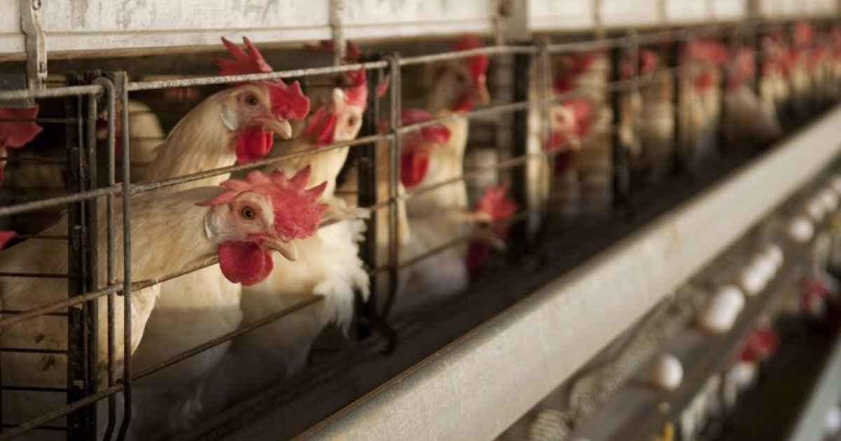 Chicken sneaks through Pentagon security
