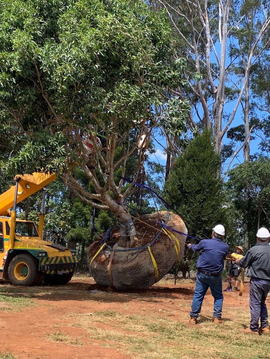 They say money doesn’t grow on trees. Try telling that to this farming couple