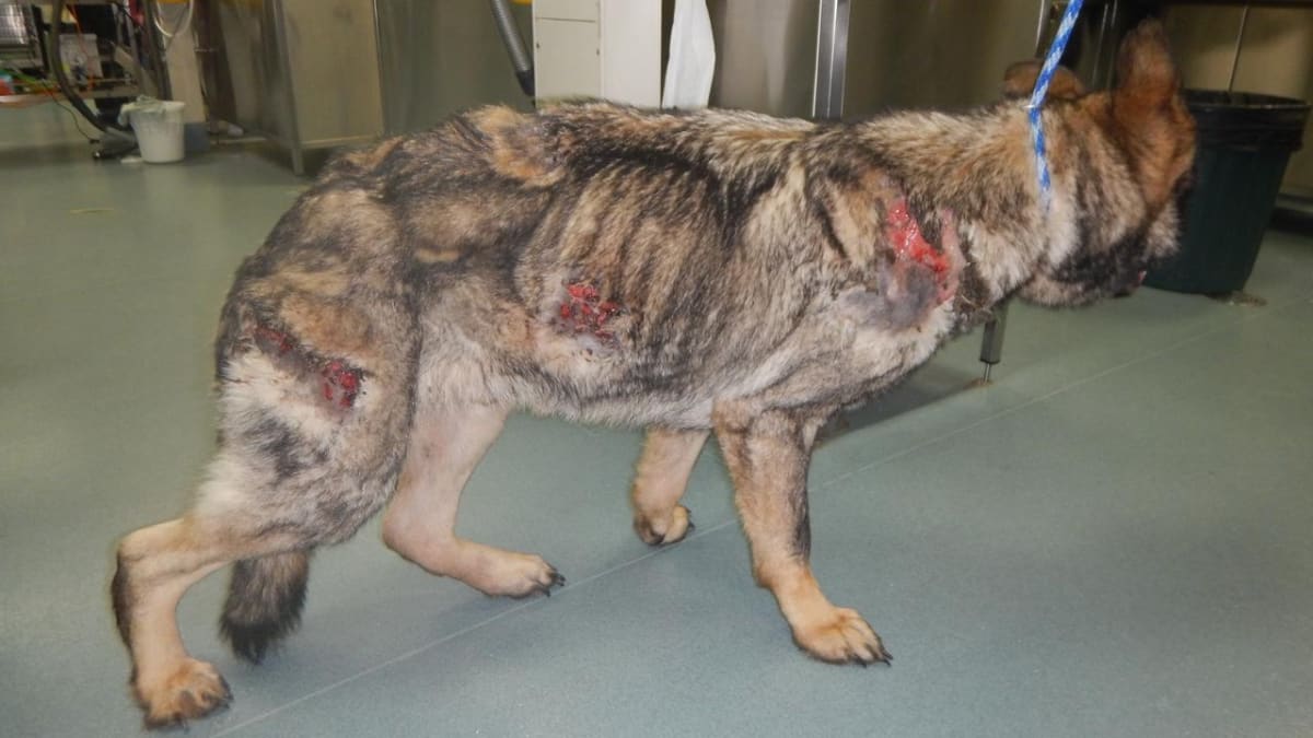 Vic dog neglected due to financial strain